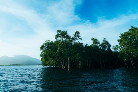 Guardians of the Coast Mangroves and Their Crucial Role in Environmental ​Sustainability and Climate Resilience