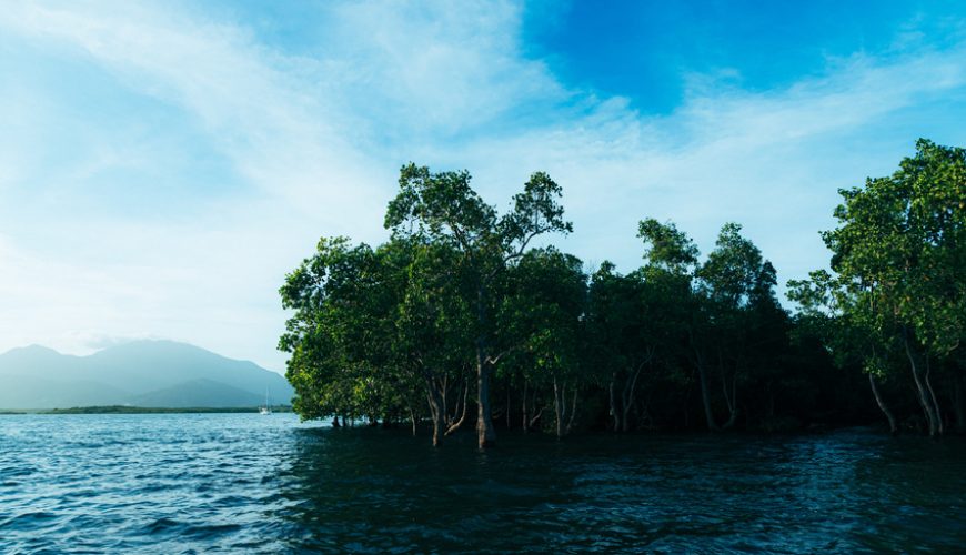 Guardians of the Coast Mangroves and Their Crucial Role in Environmental ​Sustainability and Climate Resilience