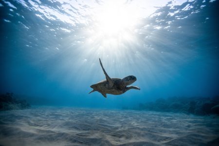 Vanishing Giants The Urgent Need for Turtle Conservation