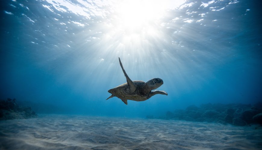 Vanishing Giants The Urgent Need for Turtle Conservation